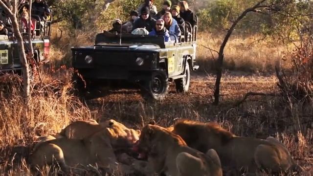 African Family Safari 2014 смотреть онлайн