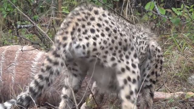 Safari 2011: Cheetahs kill and eat nyala смотреть онлайн