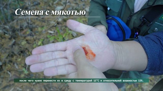 Руководство по сбору семян дикорастущих растений #5 Организация после сбора смотреть онлайн