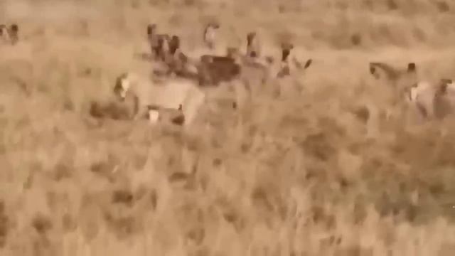 Brave Zebra! Mother Zebra Throws a Fatal Kick That Injuries The Lion To Rescue The Poor Child смотреть онлайн