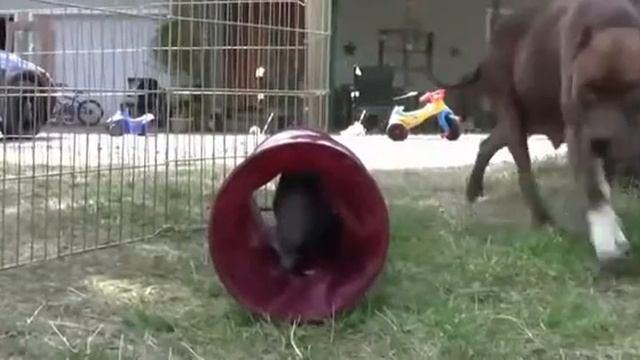 10 Pit Bull Puppies and 1 Brave Kitten! смотреть онлайн