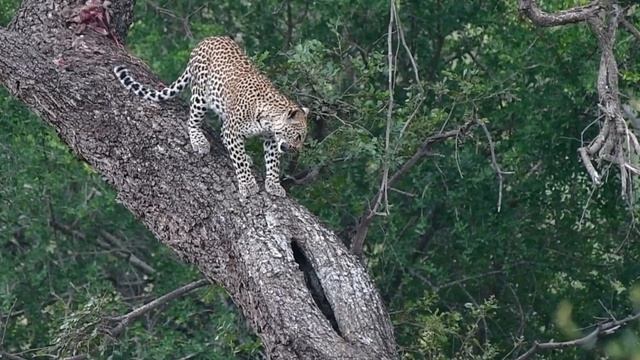 Kruger Park May 2019 - Safari Moments 2 Days / 1 Night Tour смотреть онлайн