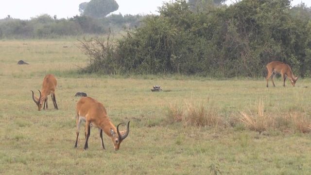 Uganda für Safari-Reisende смотреть онлайн