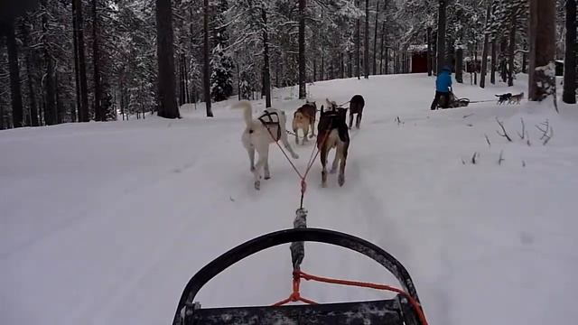 Husky Safari смотреть онлайн