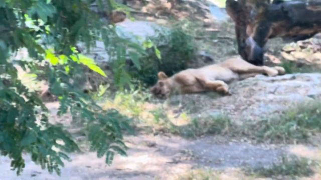 Wild Safari 9 смотреть онлайн