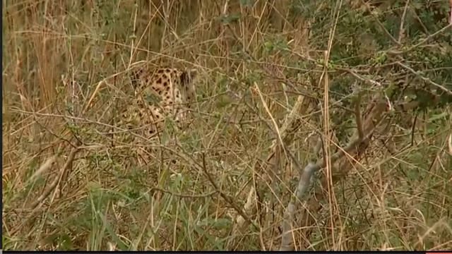 May 3 WildEarth Safari AM drive: Shadow and her cub смотреть онлайн