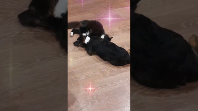 Любовь - она такая ...🥰😜 Домашние любимцы .. смотреть онлайн