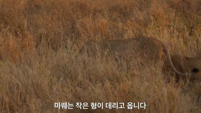 두달박이 아기 사자의 첫 소풍!! [아프리카 사파리 플러스⁺] 63 смотреть онлайн