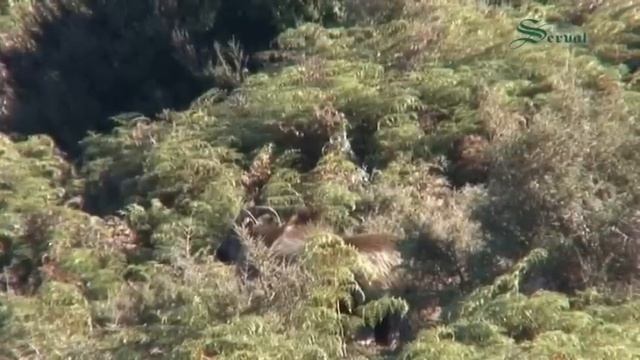 Hunting in New Zealand -Himalayan Tahr смотреть онлайн
