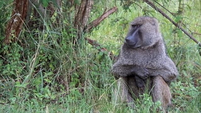 Akagera National Park Safari | Rwanda | A Beautiful Story