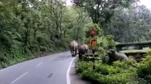 How much difficult for elephants to climb смотреть онлайн
