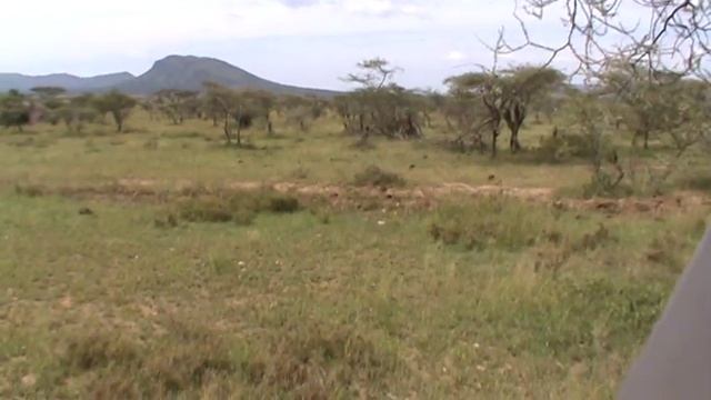 Familia de mangostas anilladas - Safari Africa смотреть онлайн