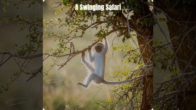 A Swinging Safari смотреть онлайн