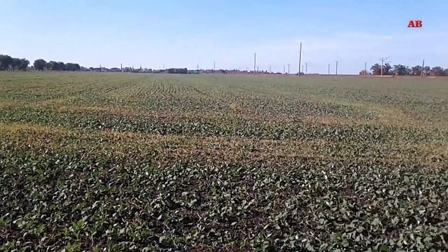 РАПС ОЗИМЫЙ | Квин Стар Макс успешно превратил пшеницу в солому смотреть онлайн