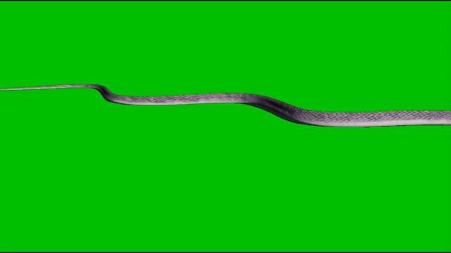 Snake Green Screen || Snake animation On Chrome Key || смотреть онлайн