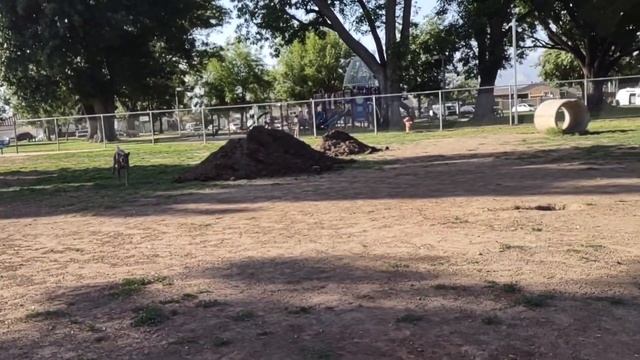 Sorry, We Faced Two Battles Today At Dog Park смотреть онлайн