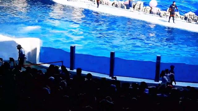 THAILAND DOLPHIN SHOW|| BANGKOK SAFARI WORLD SHOW || SEA LION SHOW|| BIRD SHOW|| TIGER FEED| MONKEY смотреть онлайн