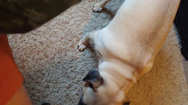 ROXY Pug eating her apples while listening to Beethoven смотреть онлайн