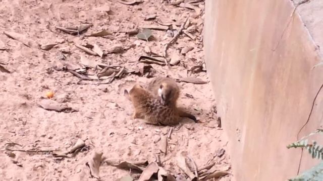 2014.11.5 Meerkats at the Chimelong Safari Park смотреть онлайн