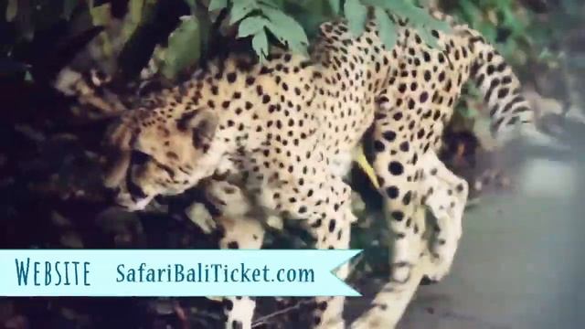 🐯 TIKET MASUK BALI SAFARI PARK | Harga Tiket Promo 0812-3969-077 смотреть онлайн