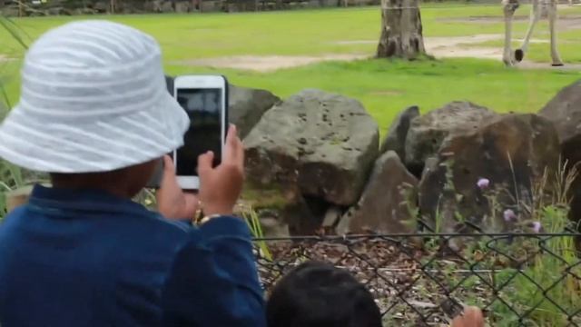 Safari#adventure#KnowsleyPark#Londonbabulu# смотреть онлайн