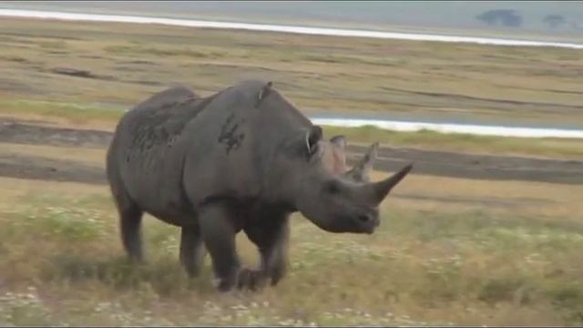 Tanzania Ngorongoro Crater Lodge смотреть онлайн