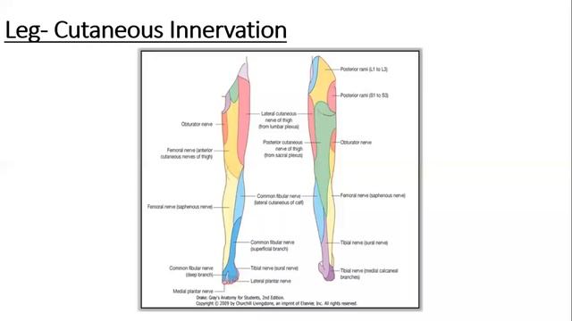 Lower Limb - Cutaneous innervation of leg https://web.facebook.com/dranatomy786/ смотреть онлайн