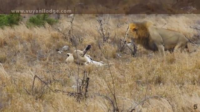 Vuyani Safari Lodge - Love is in the air in Kruger Park - Attention Serious Lion Loving! смотреть онлайн