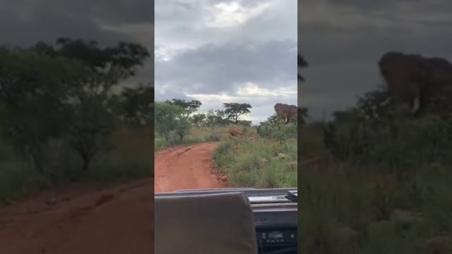 Unbelievable Safari Encounter: Wild Elephants attack tourist at Kruger Park смотреть онлайн