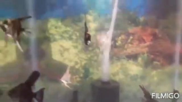 Fish playing whatsapp status ||Playing Angel fish 🐠🐠 смотреть онлайн