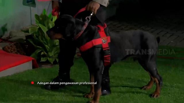 Aksi K-9 | OPERA VAN JAVA (01/07/21) Part 5 смотреть онлайн