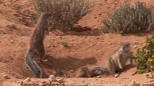 Langa Safaris - Kalahari & Flamingo Duet смотреть онлайн
