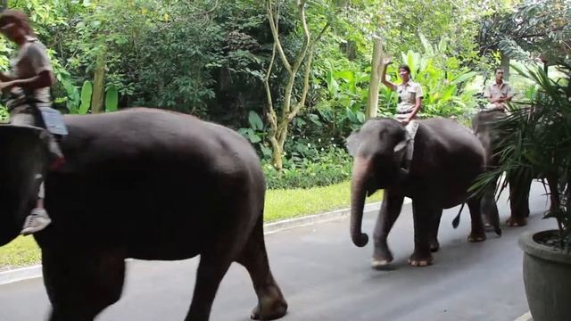Elephant Parade in Bali Safari & Marine Park смотреть онлайн