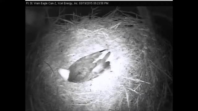 FSV Eagles nest Mar 19th 2015 stupid or brave mouse смотреть онлайн