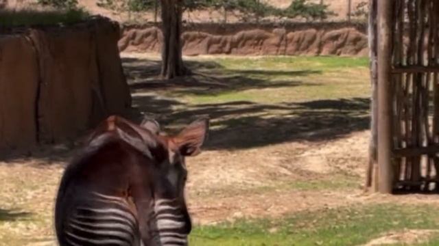 San Diego Zoo Safari Park Adventure смотреть онлайн