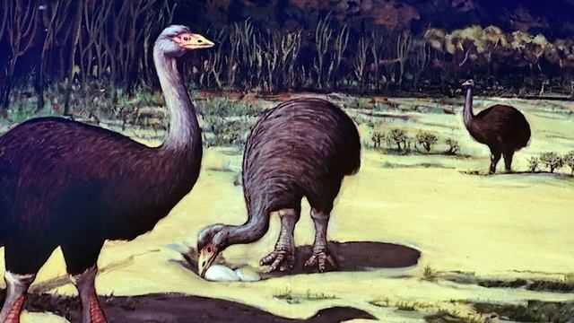 Why don't people eat ostrich eggs? смотреть онлайн