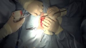 Хирургическая техника нефрэктомии у кошки