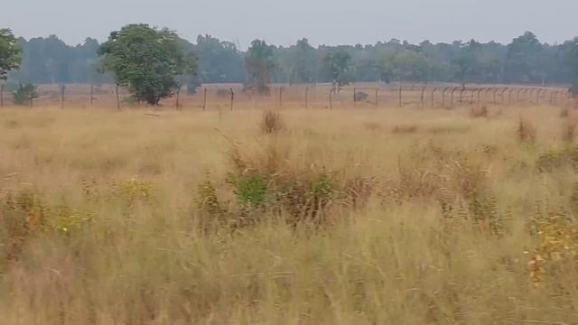 kanha National Park | Jungle Safari | Kanha Tiger Reserve | Kanha Zone | kanha Wildlife sanctuary смотреть онлайн
