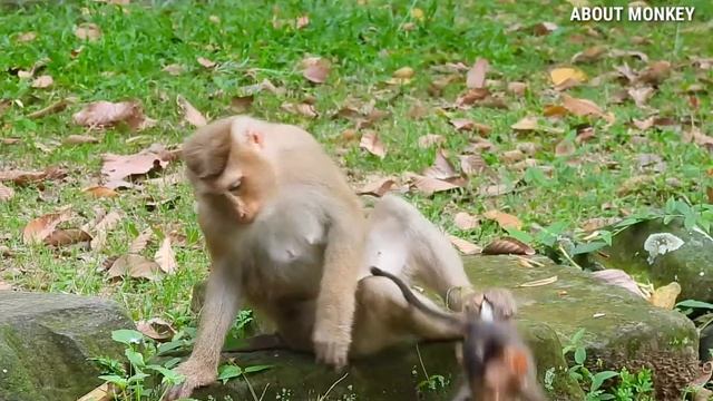 Baby Monkey Rex So Brave He Don't Scare Everything Cos He Still Too Young By Mom Rose Worry All Tim смотреть онлайн