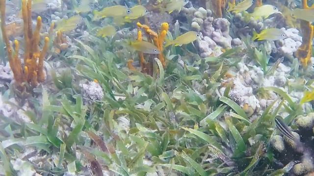 Snorkeling in Grenada - Part 19 (Akaso Brave 7 LE Underwater Test #2) смотреть онлайн