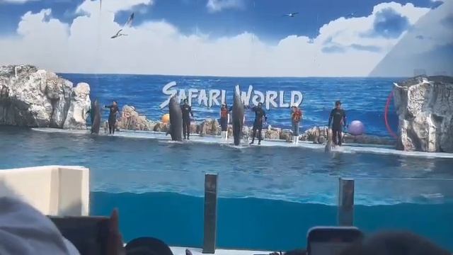 Safari World Show,Bangkok.. смотреть онлайн