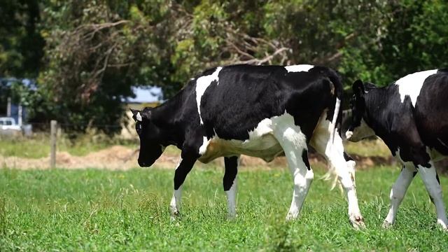 Lot 13 - Hearts Ridge Master Imelda 1 смотреть онлайн