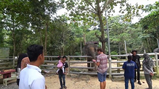 Feeding Elephants Namuang Safari Park - Koh Samui смотреть онлайн