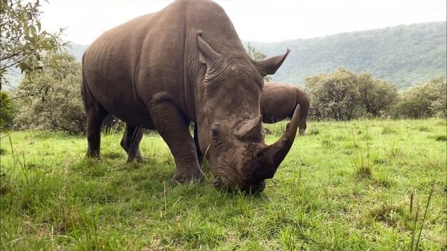 3 days 2 Nights @ Jambo Mara, Masai Mara Kenya - Qande Travel @Qandechannel - by Joyce Bert Nalla смотреть онлайн