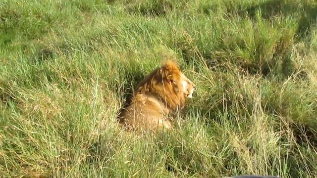 Tanzania 2016- Safari w Serengeti- stary lew na drodze смотреть онлайн