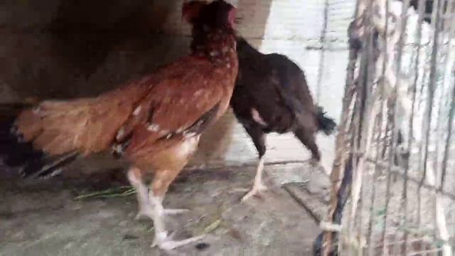 top funny video on YouTube || funny brave baby with angry chickens || funny chicken song shano tv смотреть онлайн