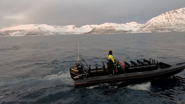 Whale safari in Tromsø with Arctic Expedition смотреть онлайн