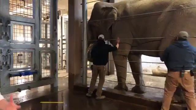 Zoo to You Virtual Safari: Groucho the Asian Male Elephant смотреть онлайн