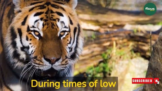 Why do we see tigers rarely during safari? смотреть онлайн