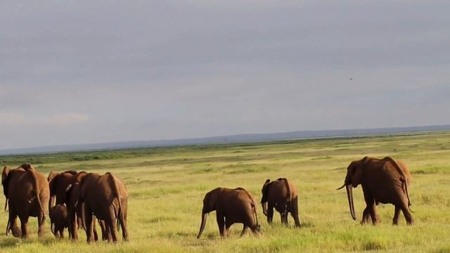 Amboseli National Park Kilimanjaro Mountain WildLife Travel Vlog WildLife Safari Vlog WildLife Trav смотреть онлайн
